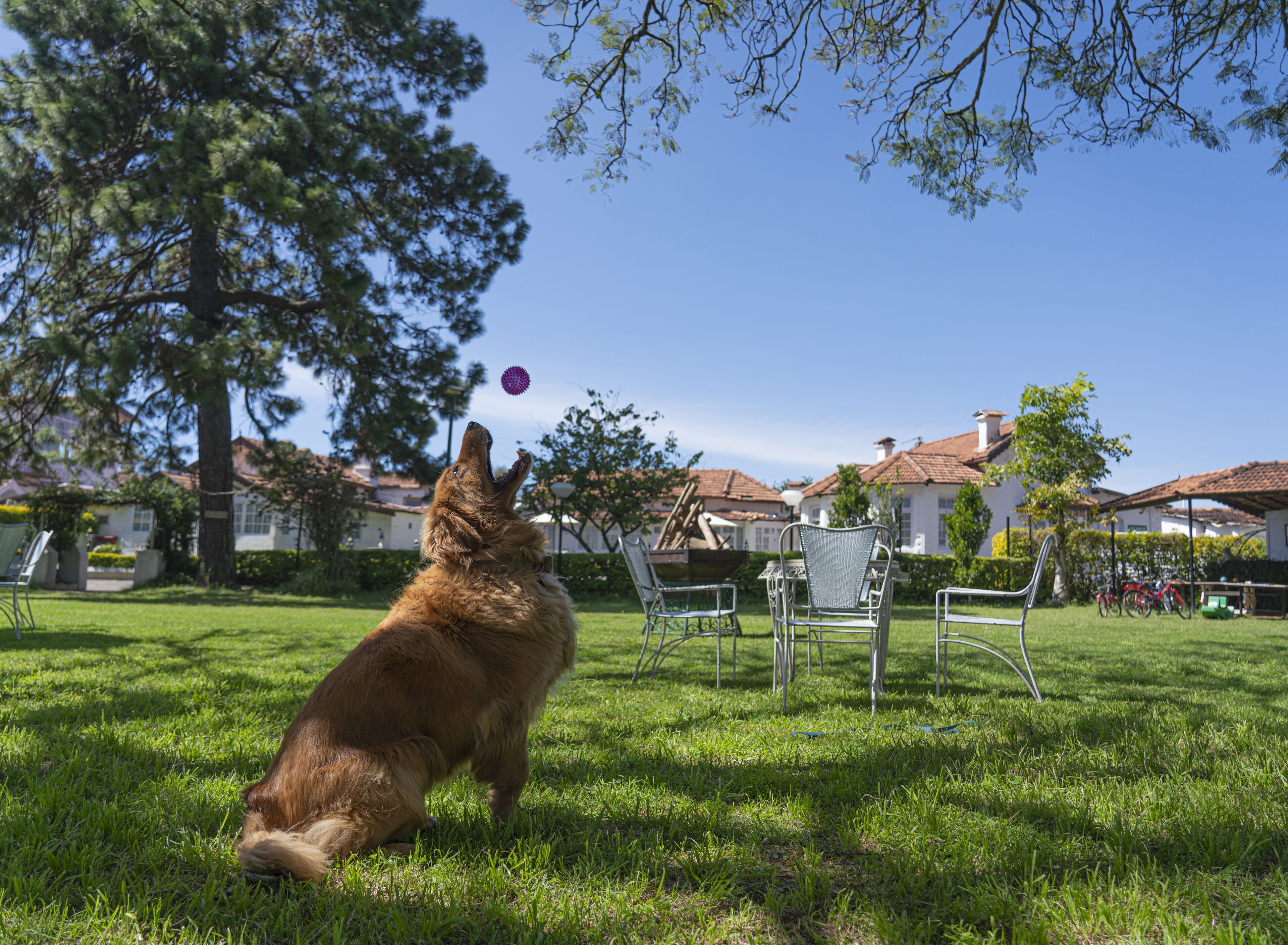 A dog playing with a ball in a grassy yard with chairs and a house in the background.