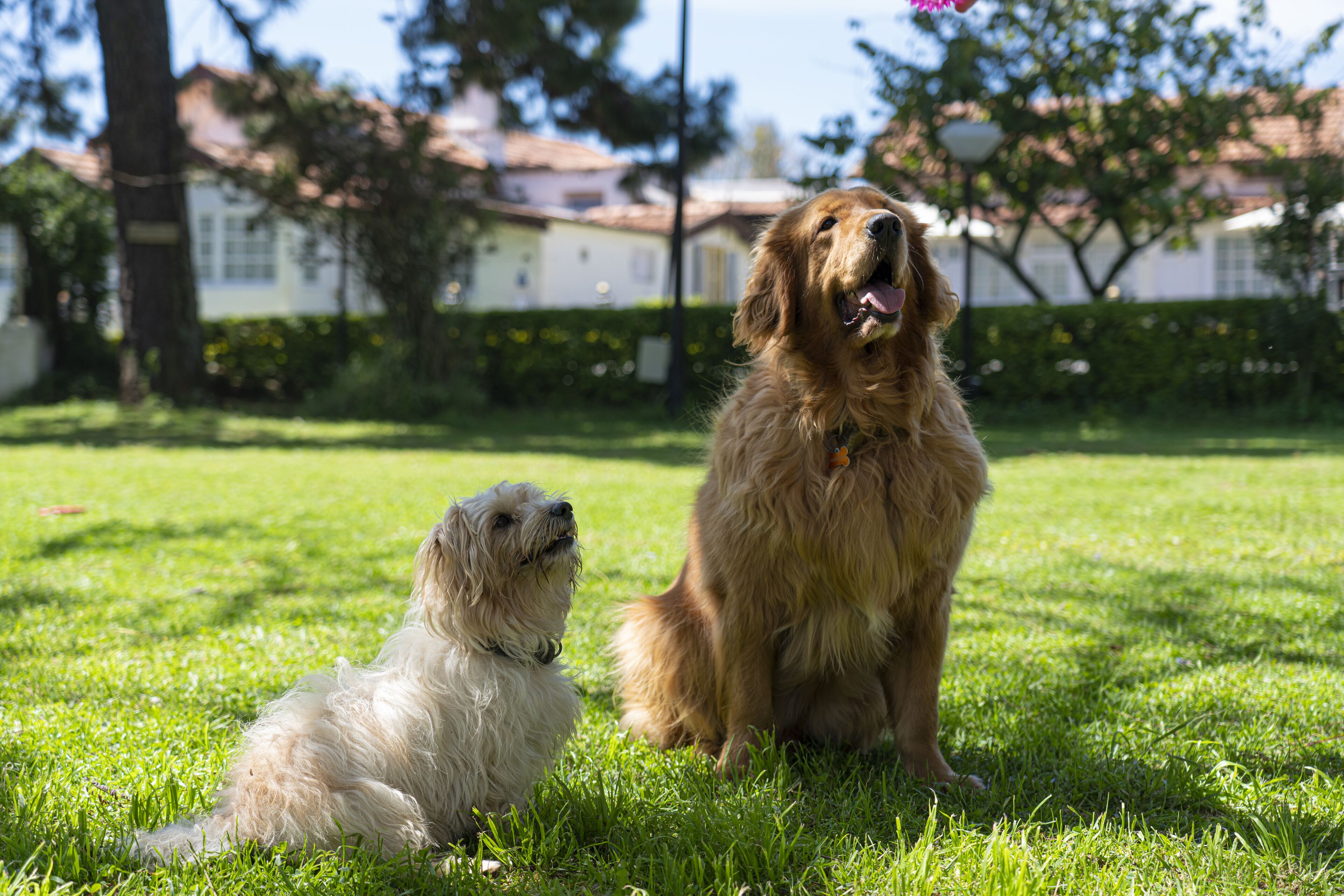 Two dogs sitting on a grassy lawn with a house and trees in the background.