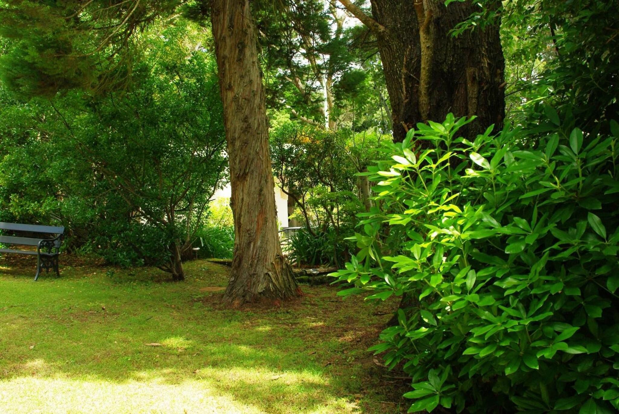 A park with a bench, large trees, and dense foliage.