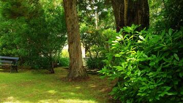 A park with a bench, large trees, and dense foliage.