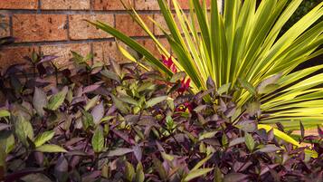 A garden with various plants and a brick wall in the background.
