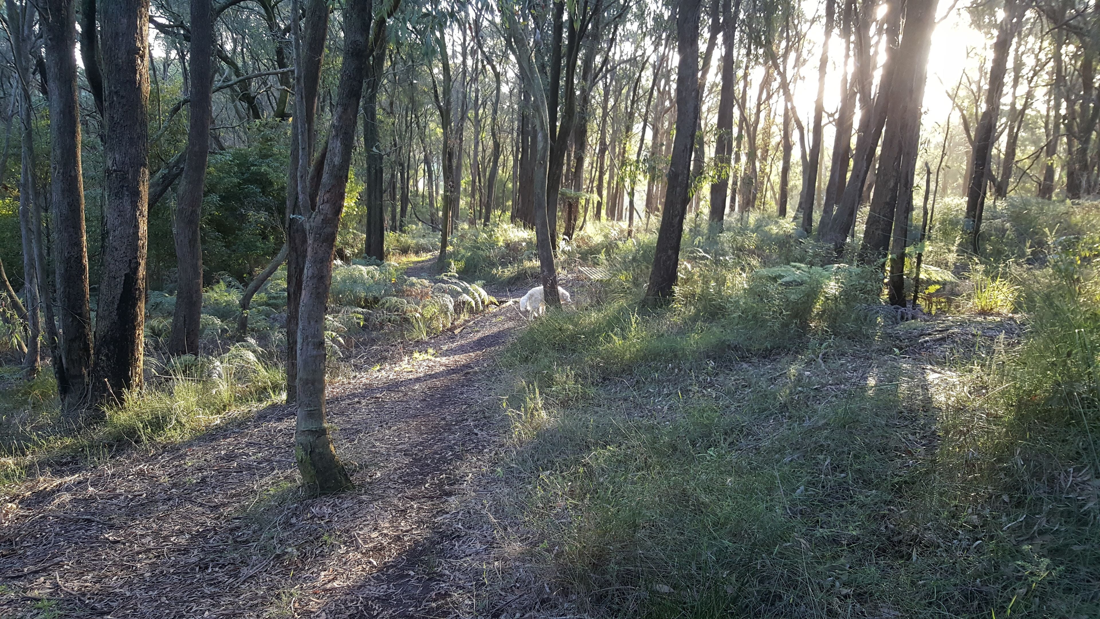 A forest path with tall trees and sunlight filtering through.