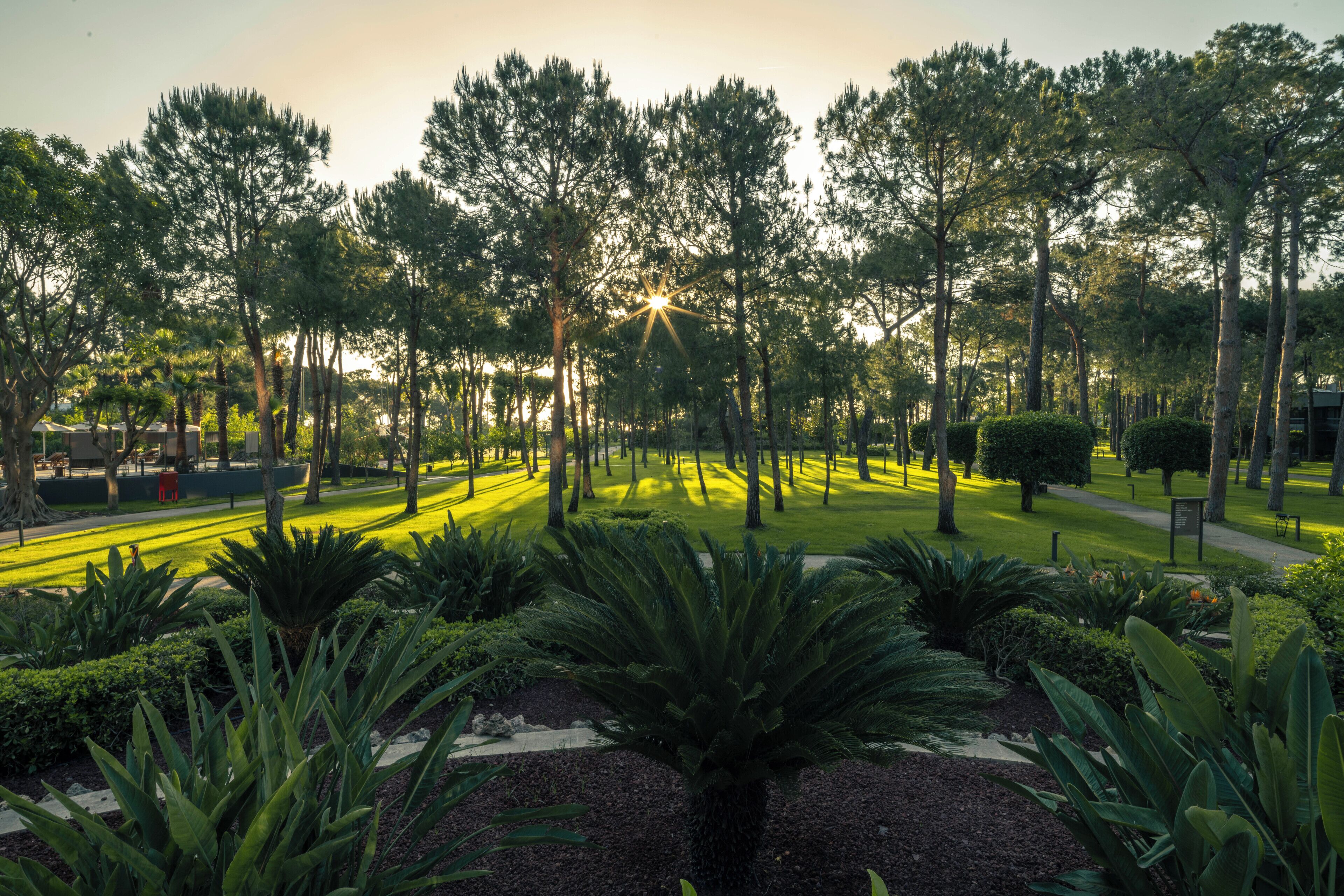 Foto - Balmy Foresta