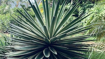 A large agave plant surrounded by various tropical foliage.