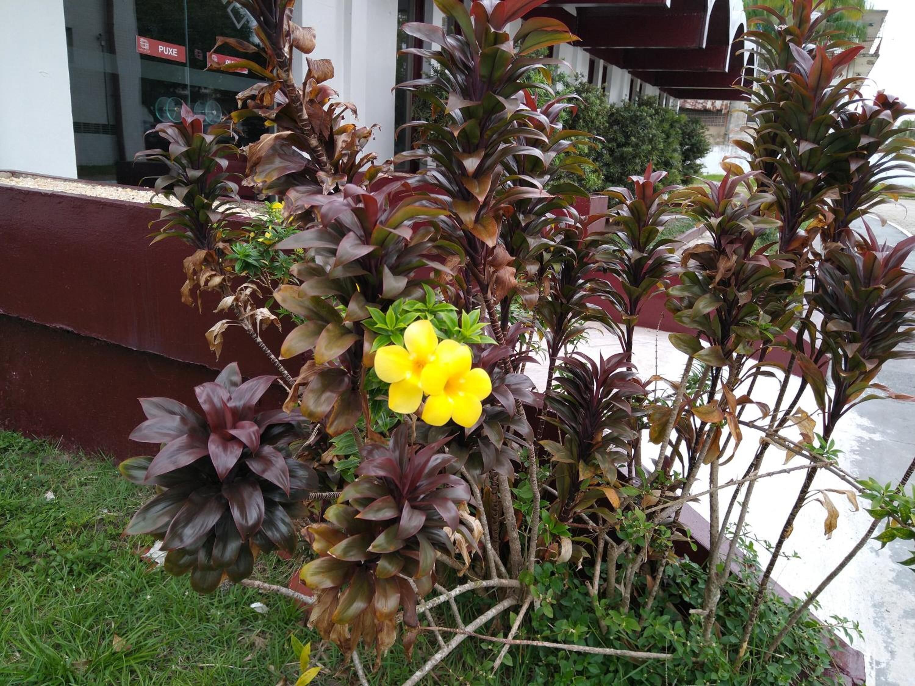 Foto - Hotel Vila Rica Belém