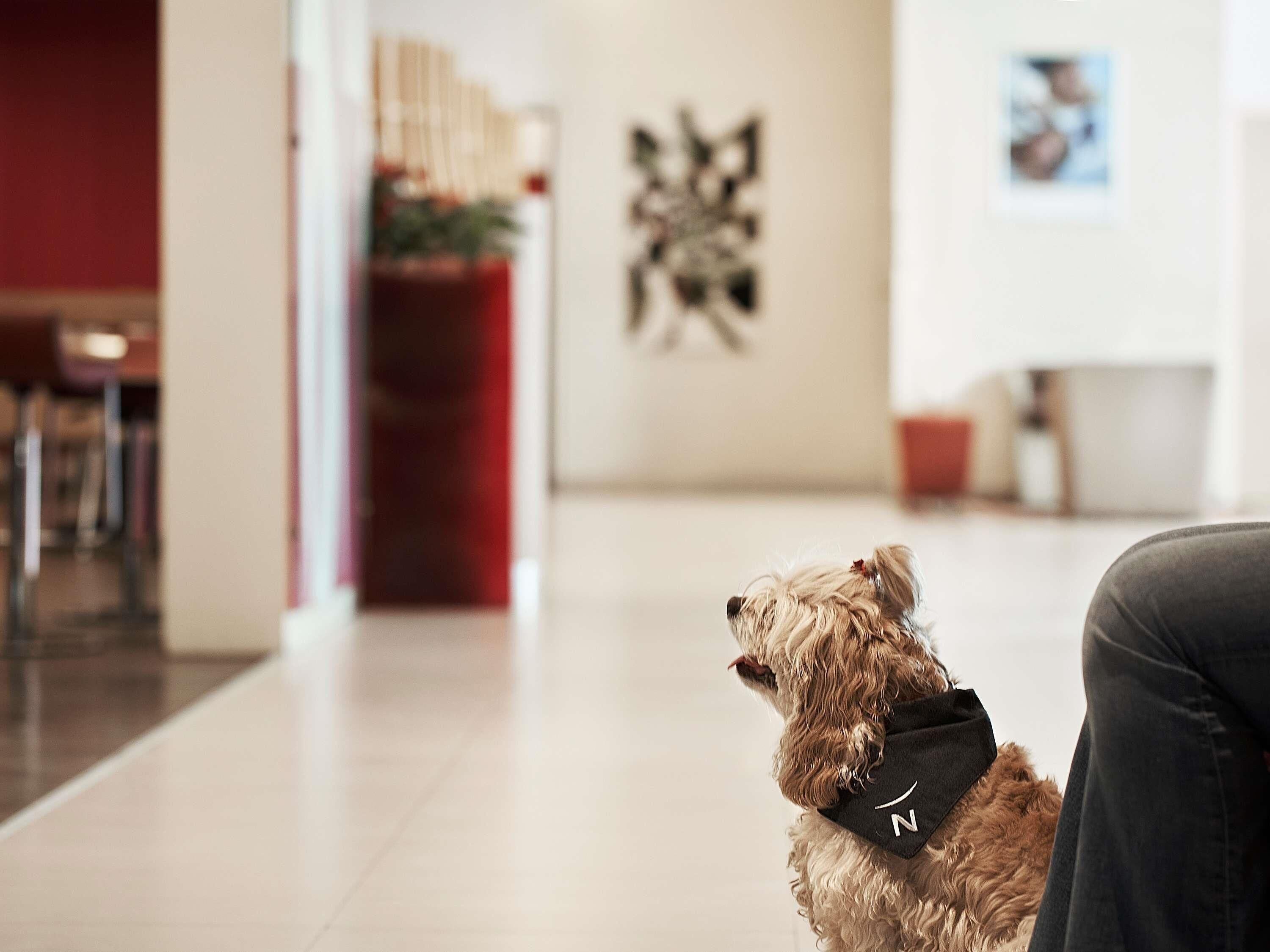A dog in a modern interior with a clean, minimalist design, a dartboard on the wall, and a red accent wall.