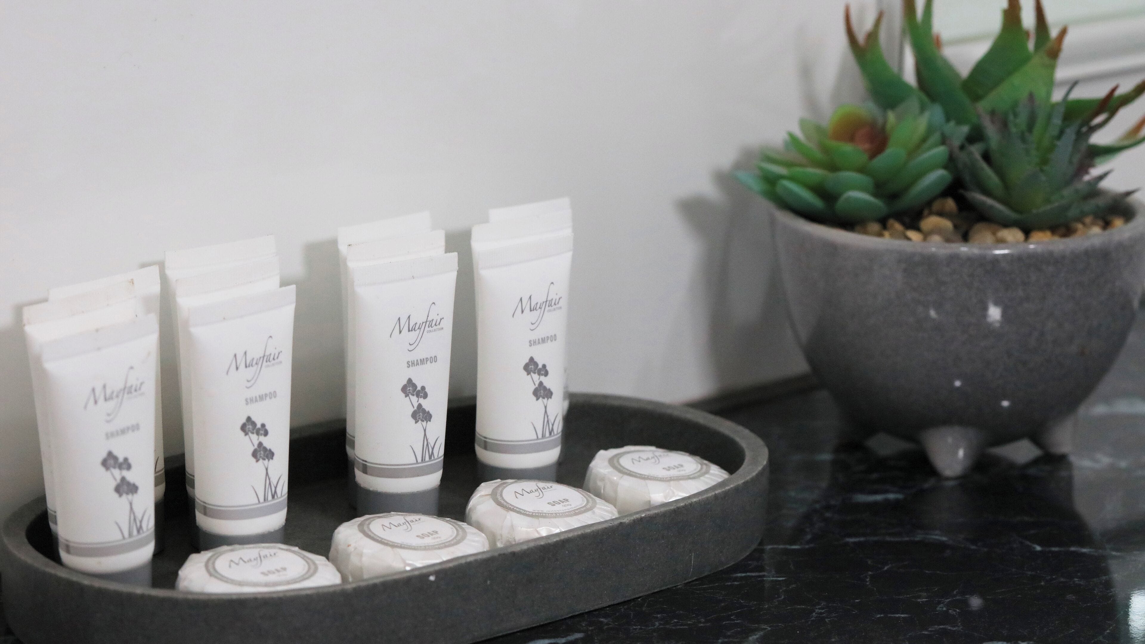 Un plateau contenant des flacons de shampoing Mayfair et une petite plante succulente en pot, le tout posé sur un comptoir en marbre.