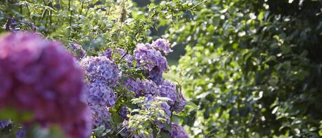Un jardin où l’on peut admirer des bouquets d’hortensias aux fleurs violettes.