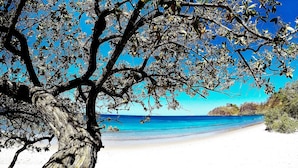 Platja amb un arbre gran al primer pla i una vista clara de l'oceà.