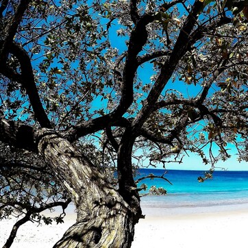 A beach with a large tree in the foreground and a clear view of the ocean.