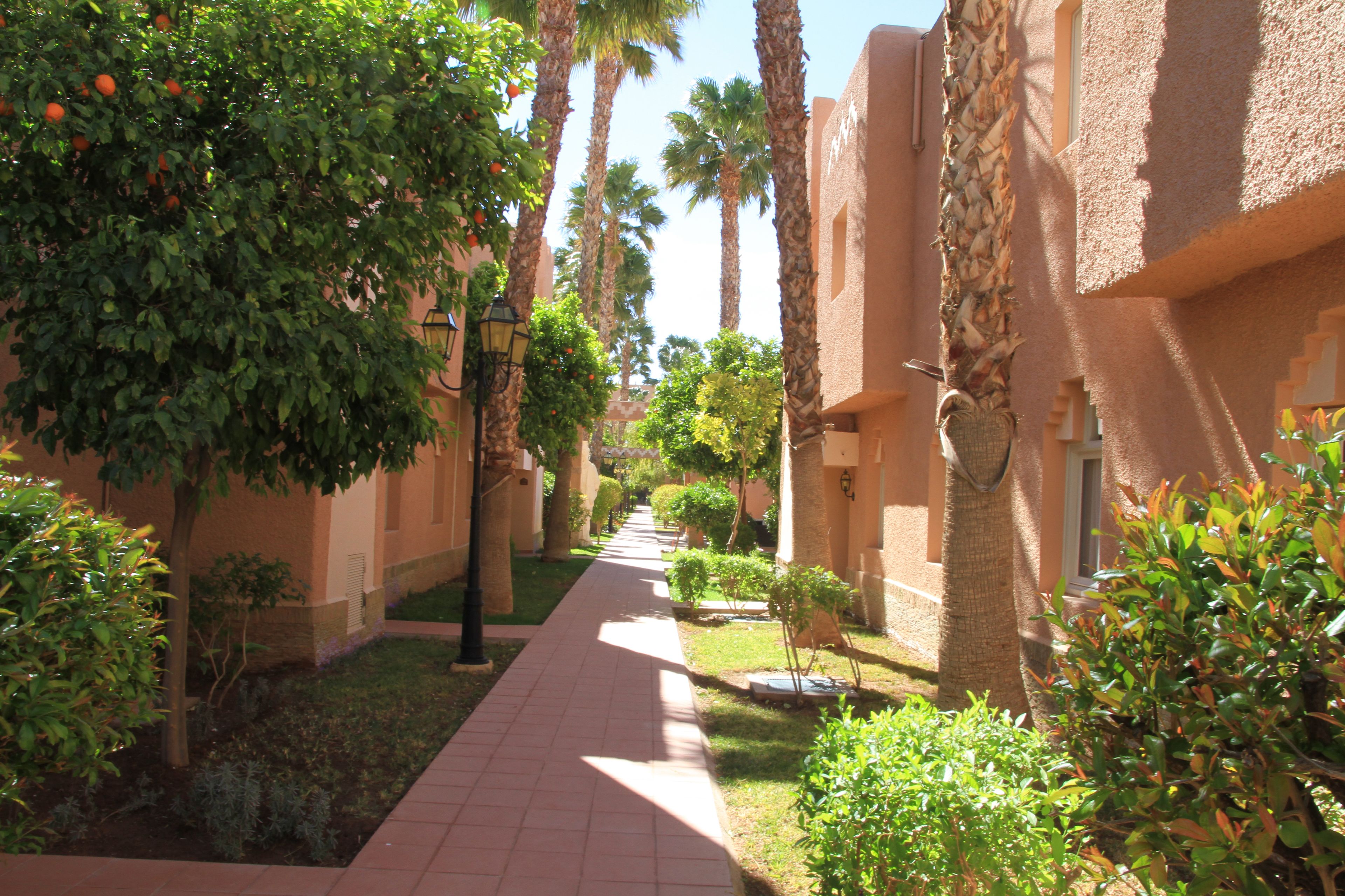 A pathway lined with palm trees and orange trees, leading to a building with a stucco exterior.