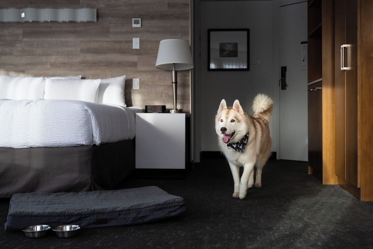 Chambre Standard, 1 trĂšs grand lit (Pet Friendly) | 1 chambre, couette en duvet, bureau