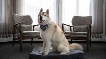 Un chien est assis sur un tapis, entre deux chaises, dans une pièce où se trouvent un radiateur et des rideaux.