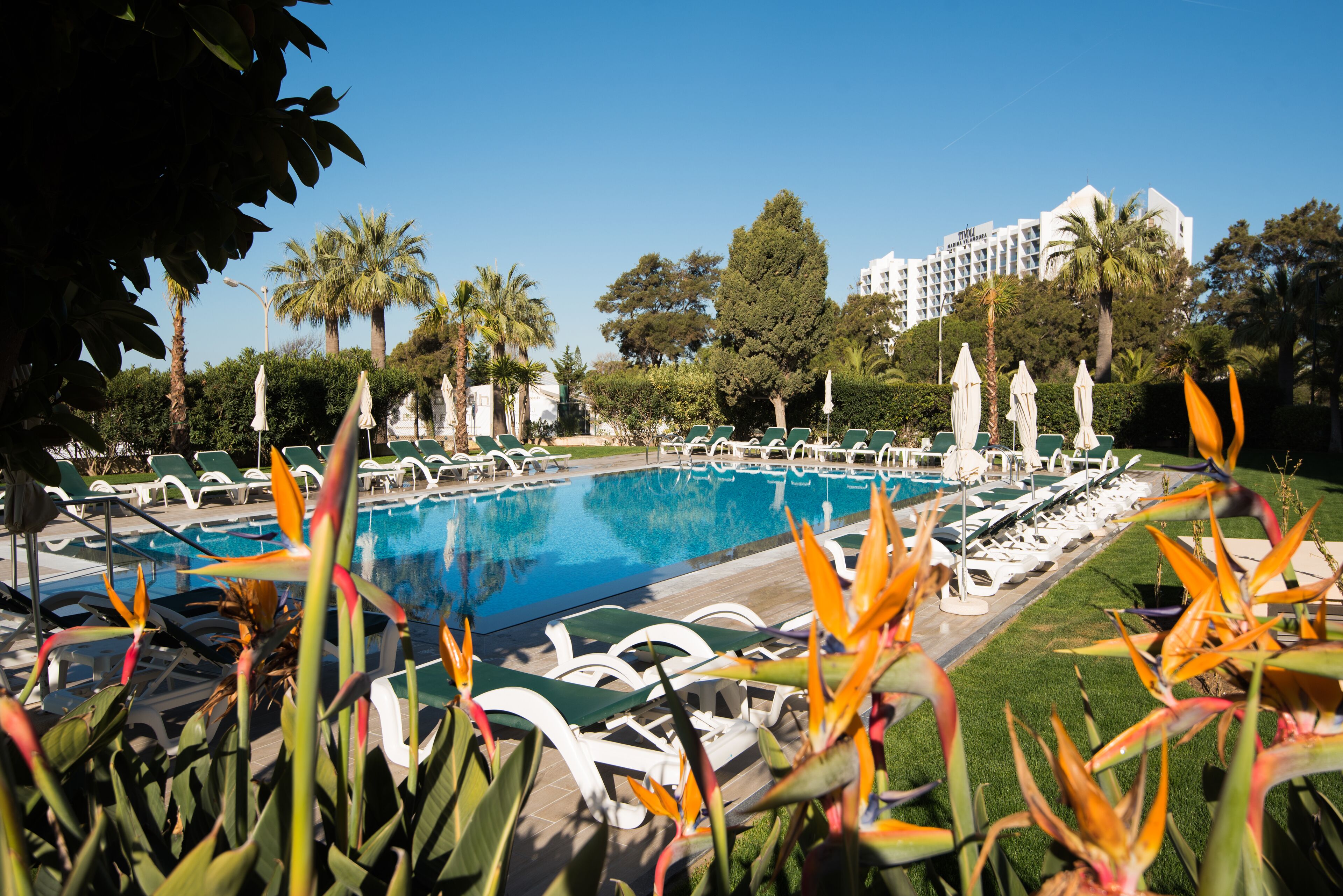 A pool area with lounge chairs and palm trees.
