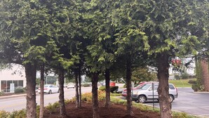 A landscaped area with trees and shrubs, a parking lot with cars, and a building in the background.