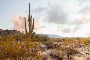 Un paysage désertique caractérisé par un cactus imposant, un terrain rocheux et une végétation clairsemée.