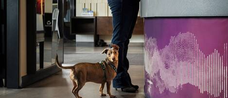 Ein Hund steht neben einer Person in einem modernen Raum mit einer violetten Wand und einer weißen Schüssel auf dem Boden.