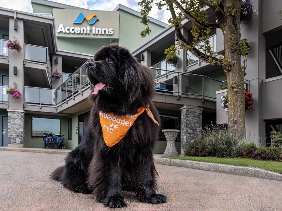 A black dog with a bandana sitting in front of a building with balconies and flower boxes.