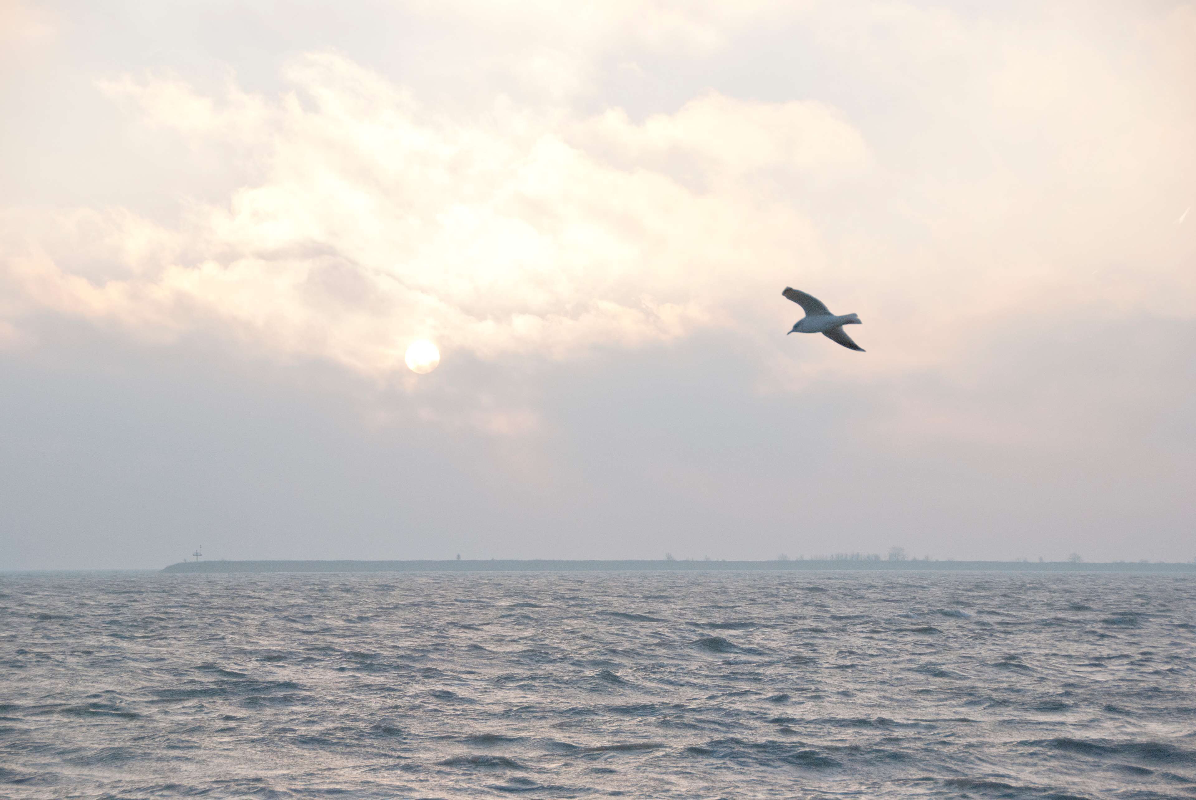 A seascape with a ship in the distance and a bird flying overhead.