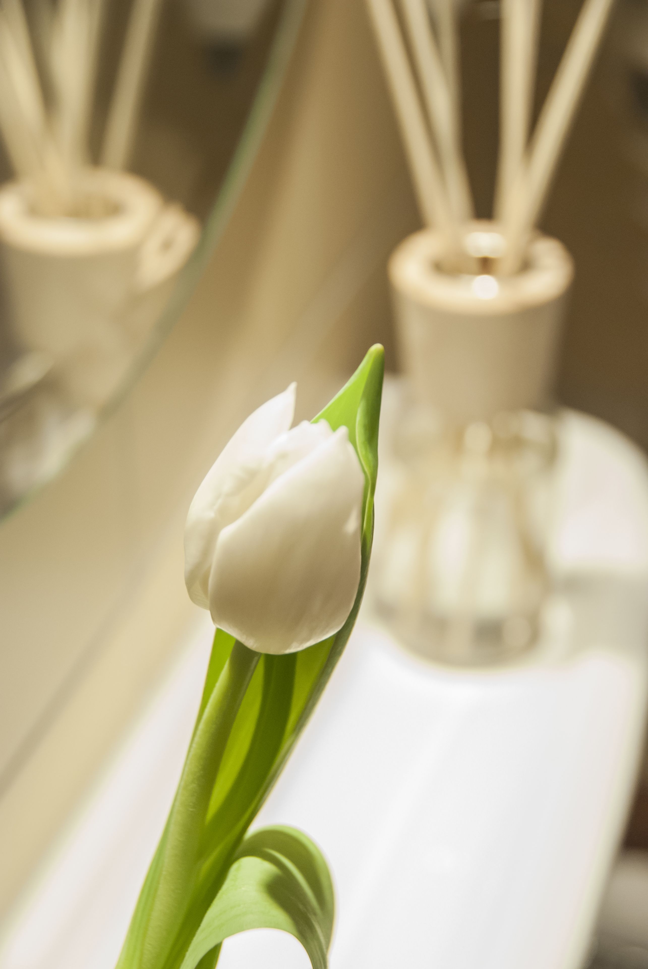 Un tulipe blanc dans un vase, posé sur le comptoir d’une salle de bain, avec un miroir qui reflète la scène.