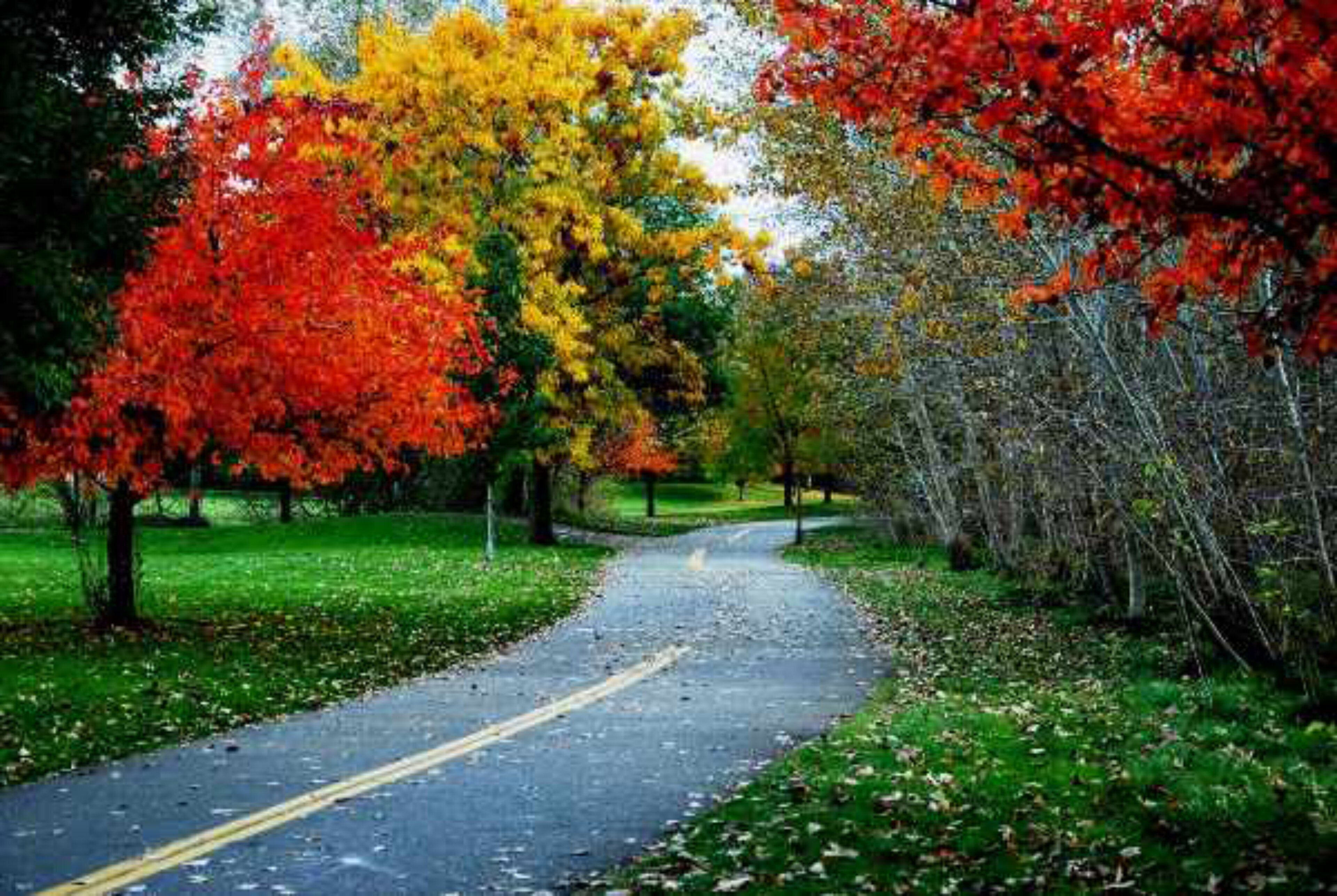 Un chemin pavé bordé d’arbres aux feuilles d’automne.