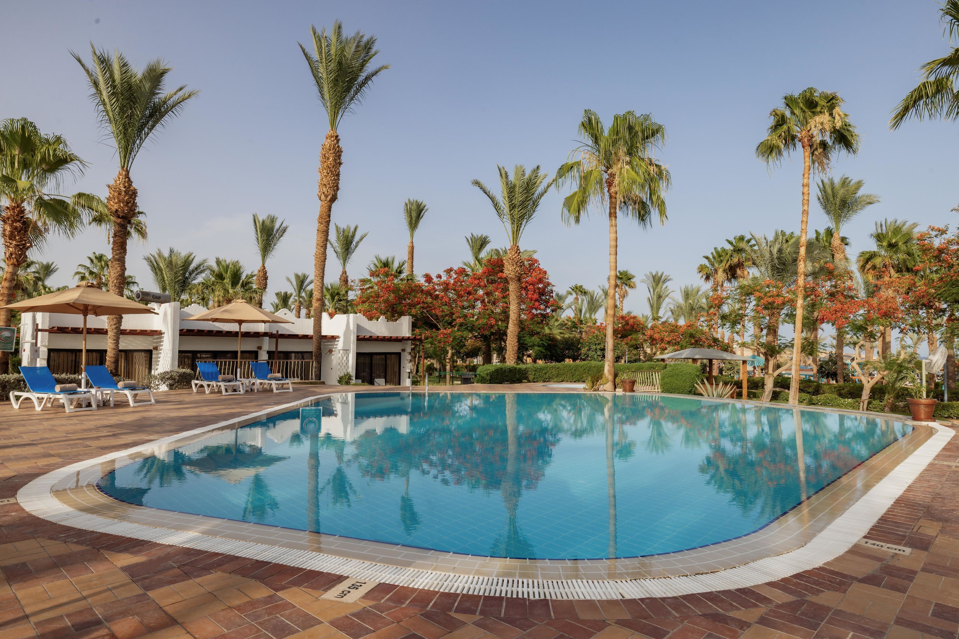 A swimming pool with lounge chairs and palm trees.