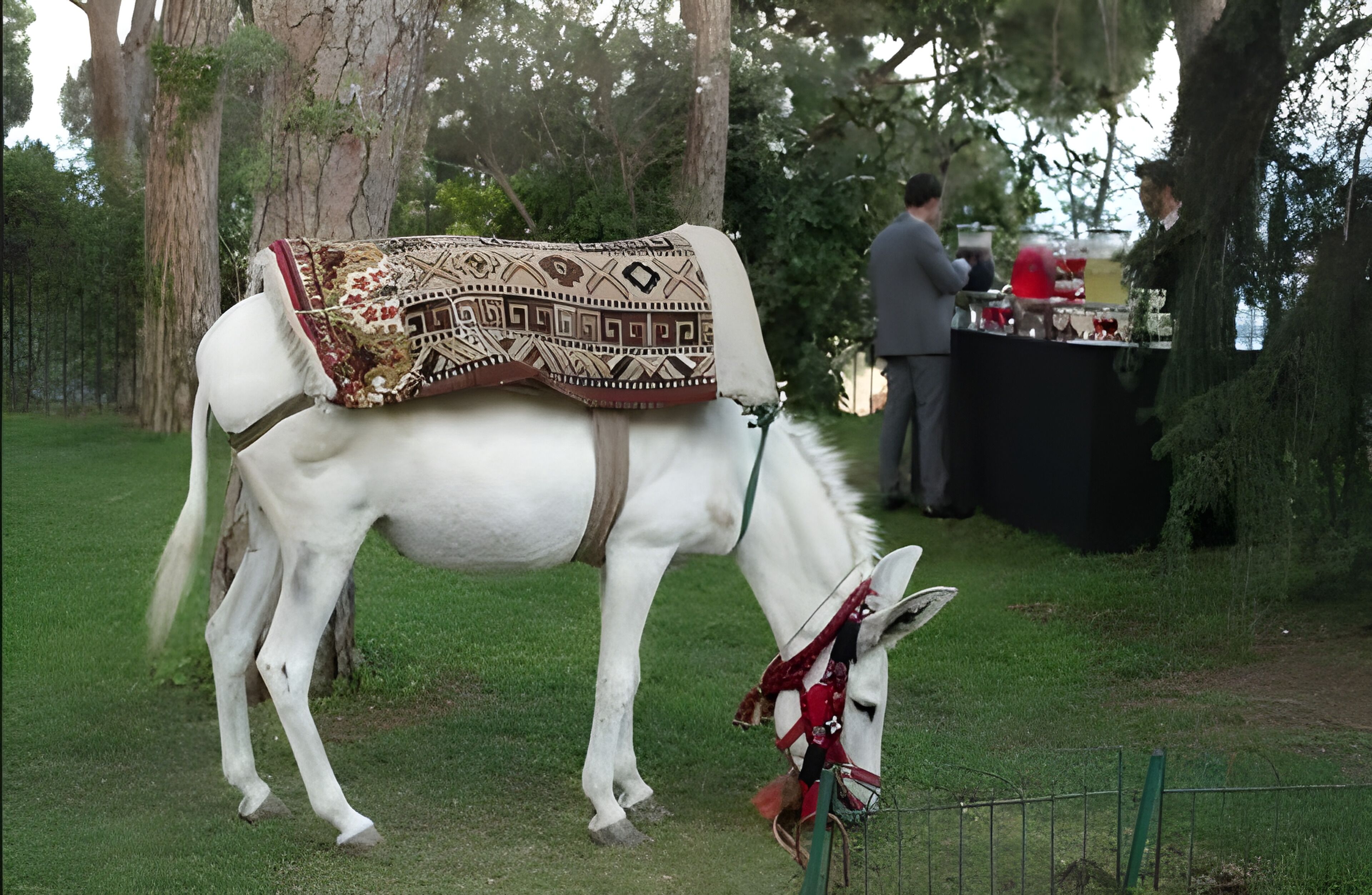 Un caballo blanco con silla de montar y brida, de pie en una zona cubierta de hierba con árboles y una cerca.