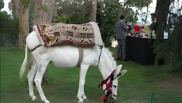Un caballo blanco con silla de montar y brida, de pie en una zona cubierta de hierba con árboles y una cerca.