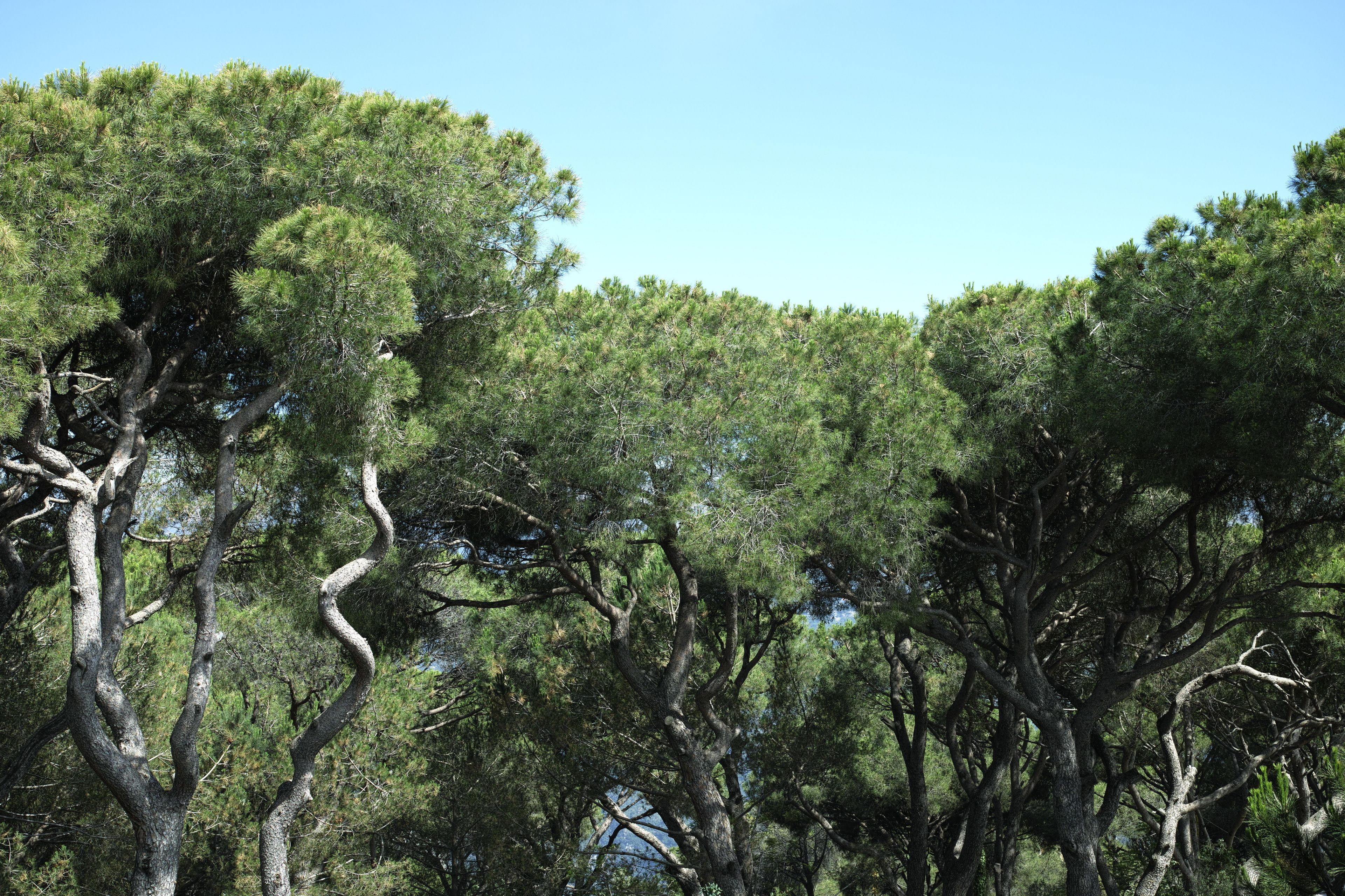 Una fitta foresta di alberi alti con un cielo azzurro intenso.
