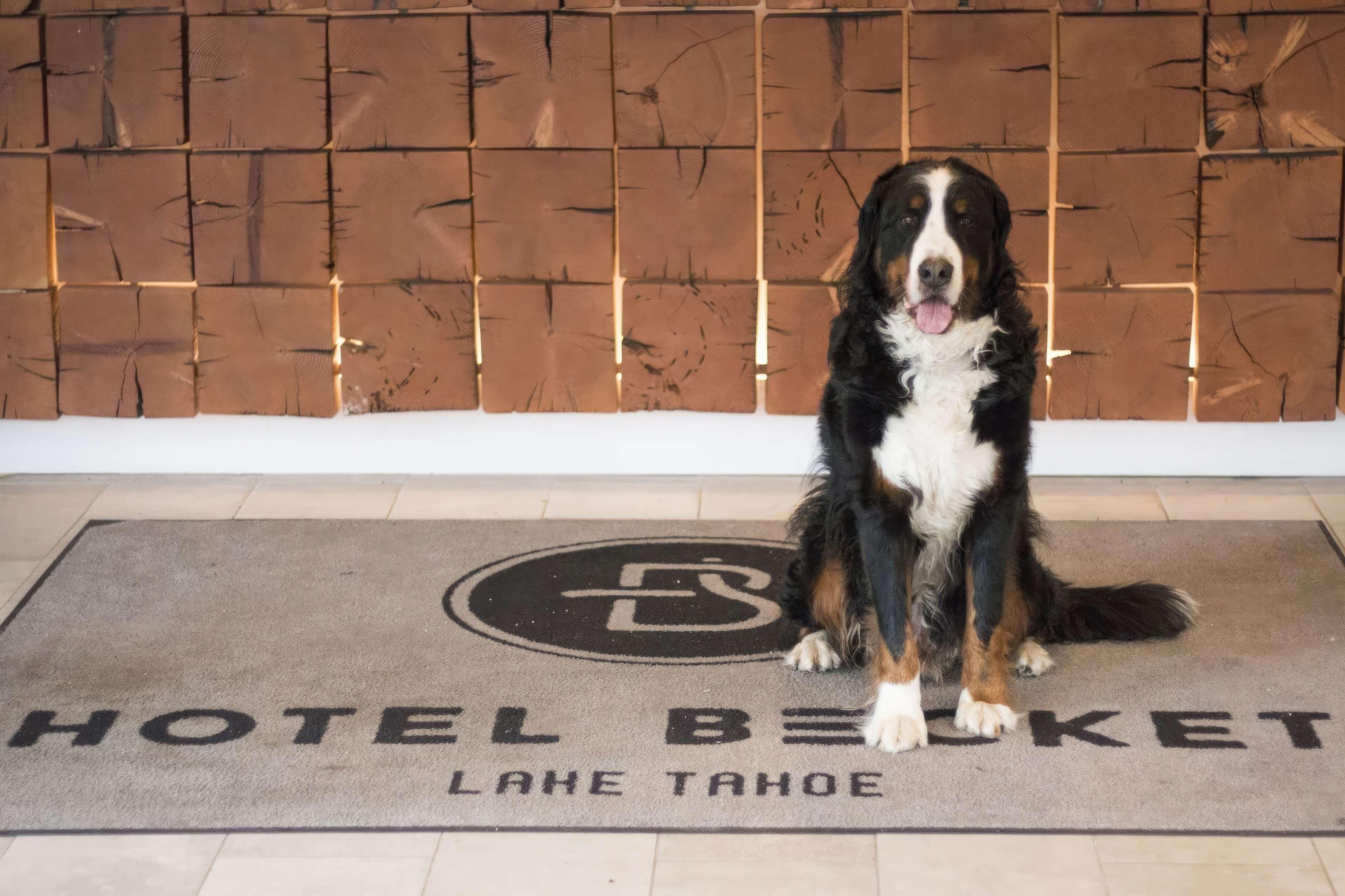 Een hond zit op een hotelmat met de tekst 'HOTEL BECKET LAKE TAHOE'.