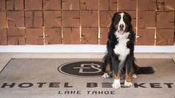 Een hond zit op een hotelmat met de tekst 'HOTEL BECKET LAKE TAHOE'.