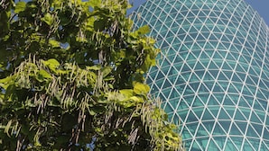 Un bâtiment moderne doté d’une façade en verre aux lignes géométriques, avec un arbre aux feuilles vertes en premier plan.