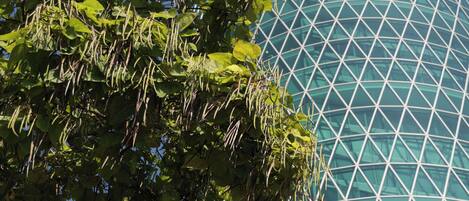 A modern building with a geometric glass facade and a tree with green leaves in the foreground.