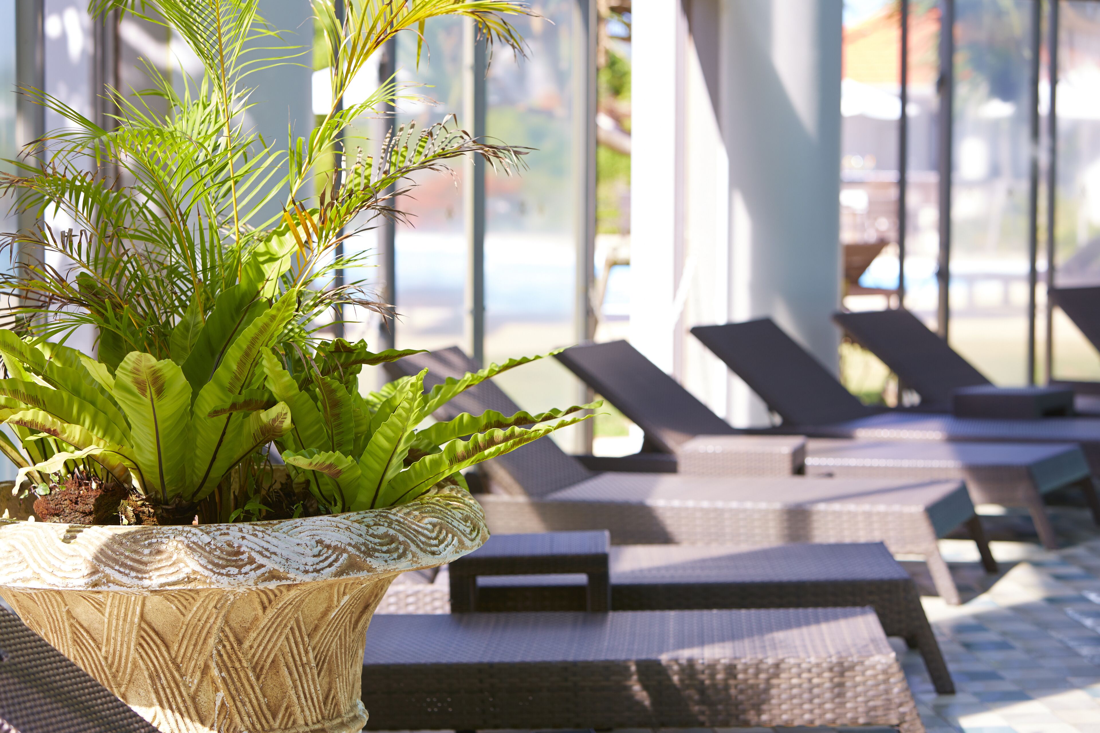 A potted plant with broad leaves in the foreground, a row of sun loungers in the background, and a view of the outdoors through large windows.