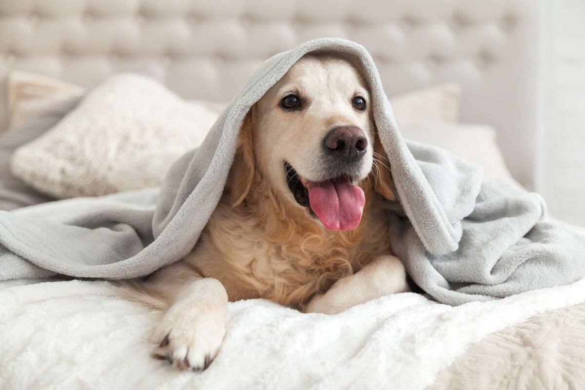 A dog wrapped in a blanket on a bed with a tufted headboard.