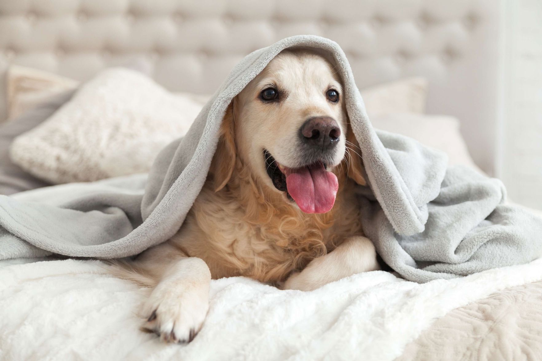 Pet-friendly
