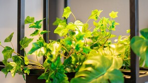 A hanging planter with green plants and a black pendant light fixture. - ibis Pau Centre (Pau)