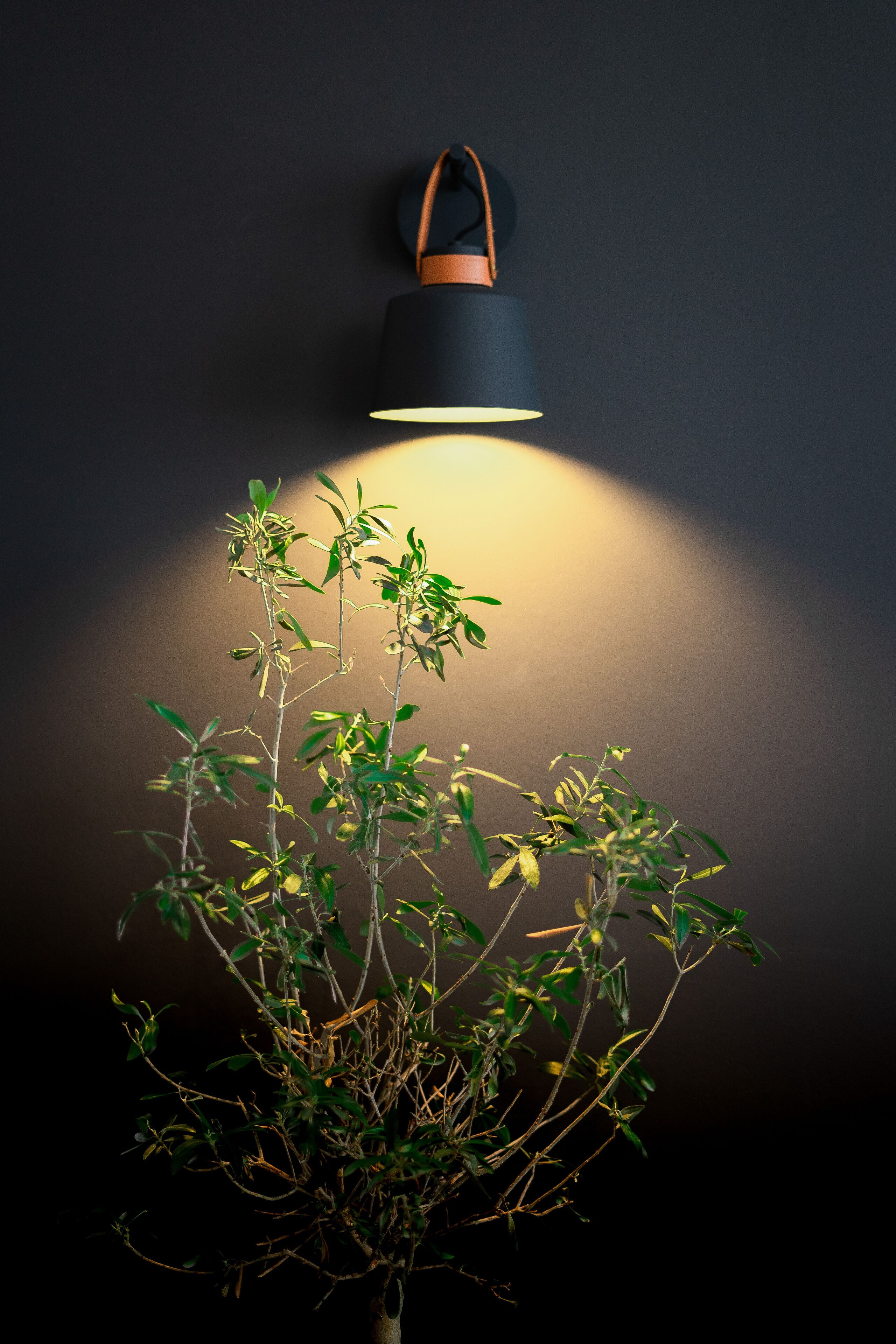 Una lámpara de pared con una planta frente a ella.
