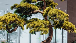 Un buffet con diversi cibi e un bonsai come elemento centrale.