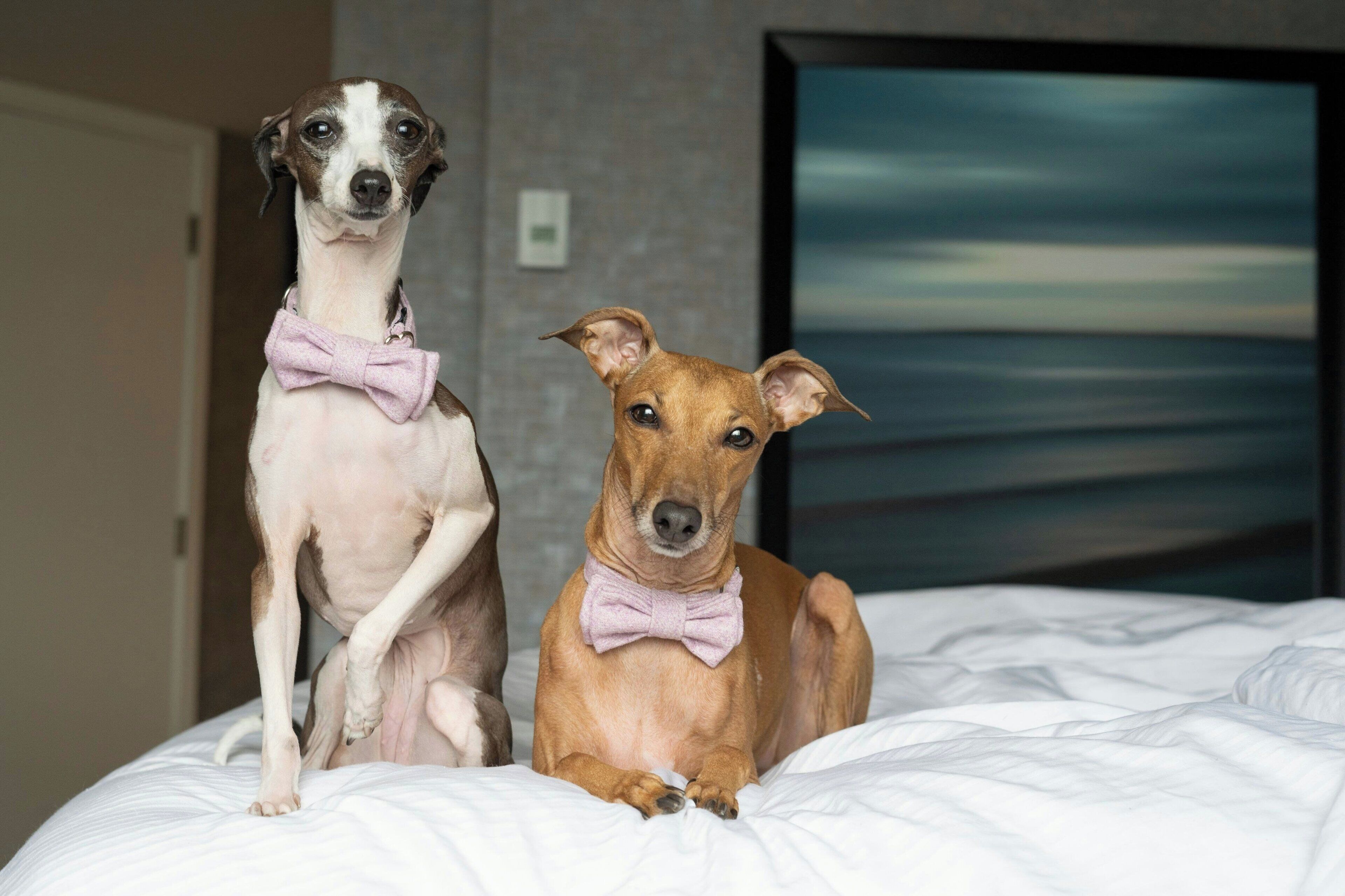 Twee honden liggen op een bed, met een televisie op de achtergrond.
