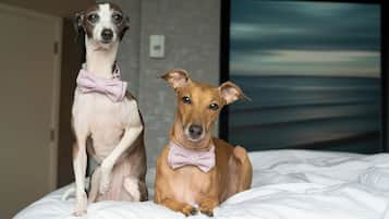Twee honden liggen op een bed, met een televisie op de achtergrond.