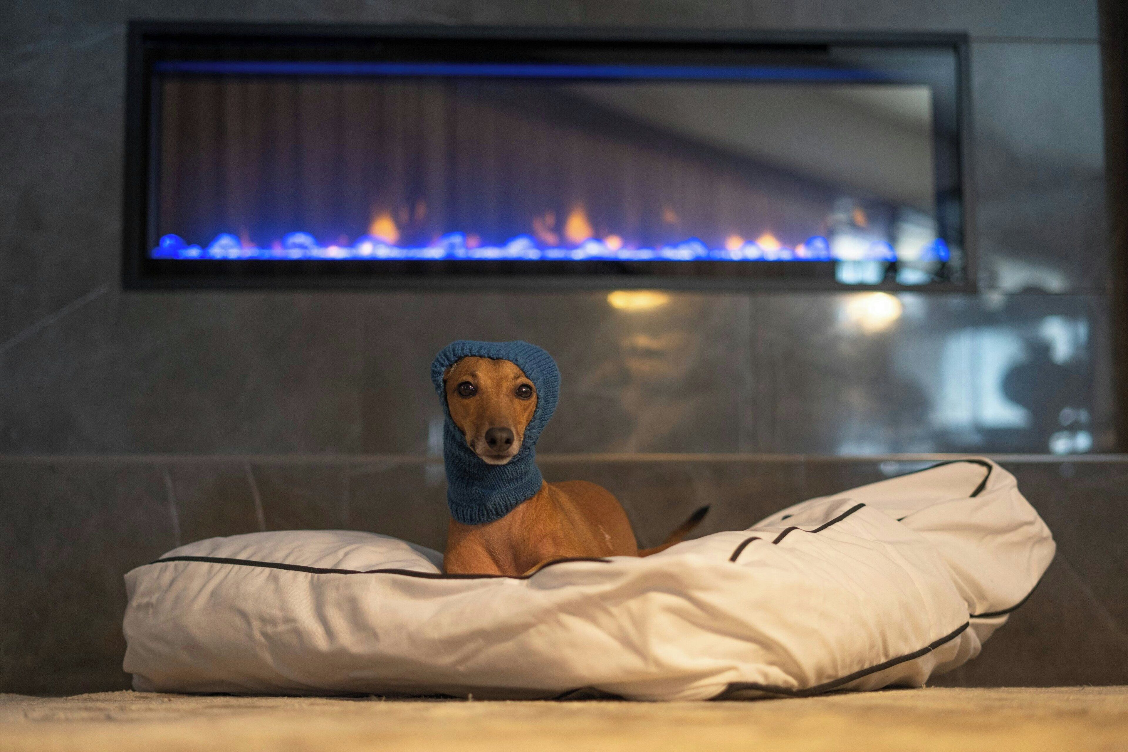 A dog sitting on a bed with a white pillow and a blanket, in front of a fireplace with a visible fire.