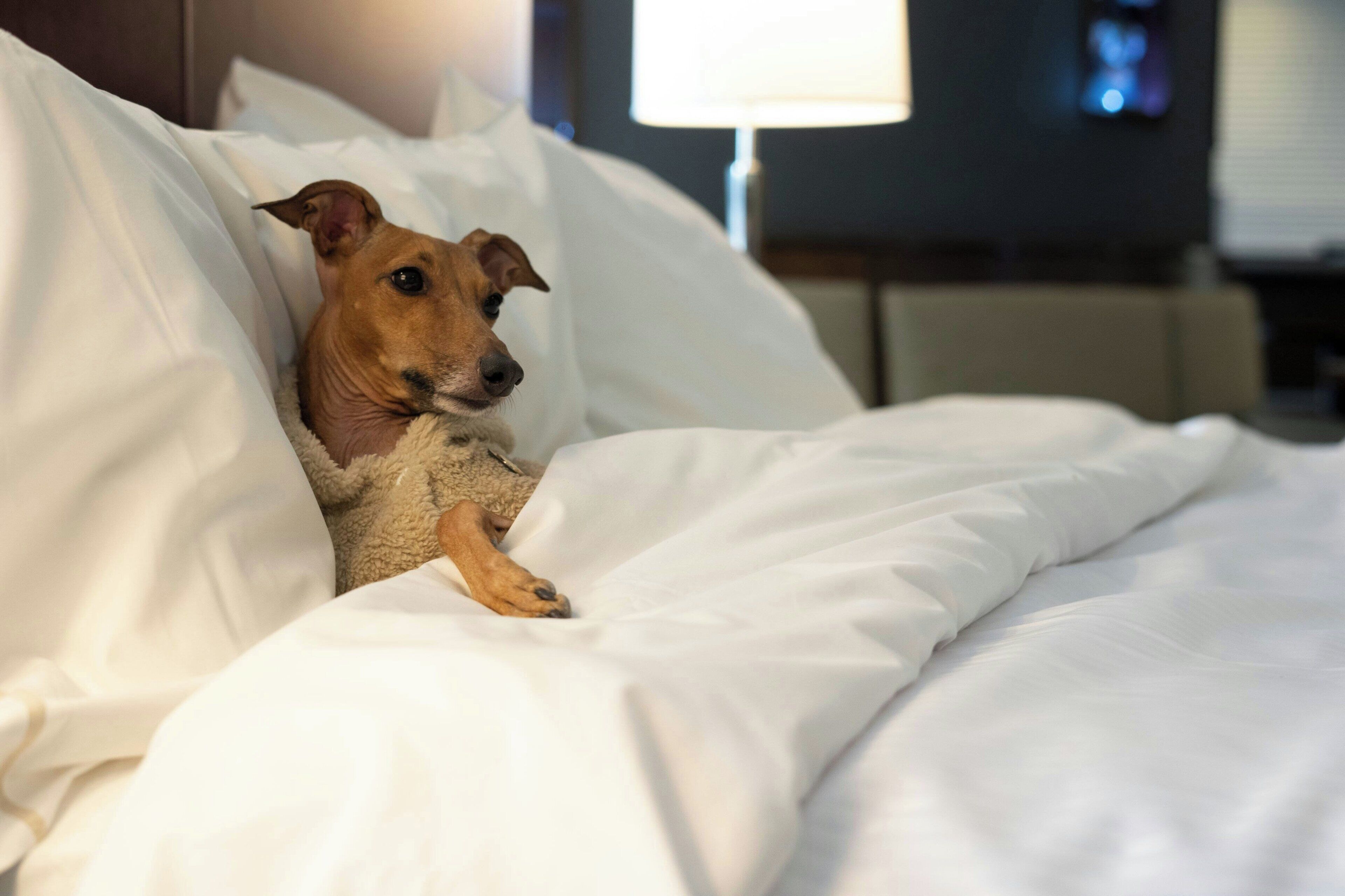 Un perro descansando sobre una cama con ropa blanca y un cabecero en una habitación de hotel.
