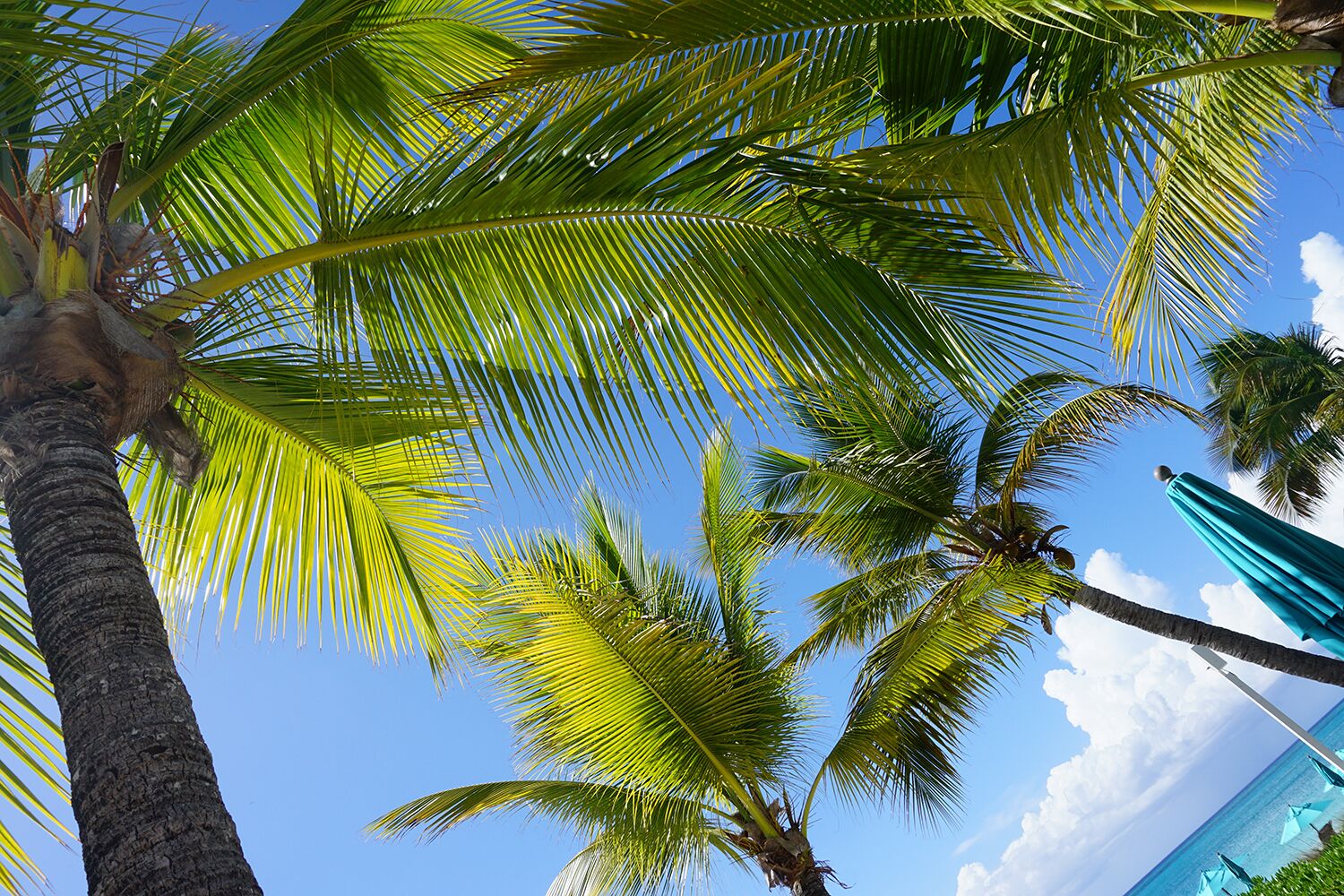 A clear view of palm trees and a blue sky with clouds.