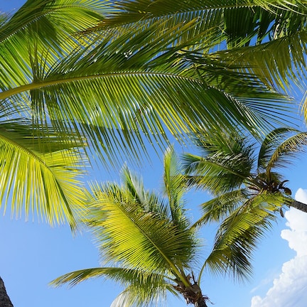 A clear view of palm trees and a blue sky with clouds.
