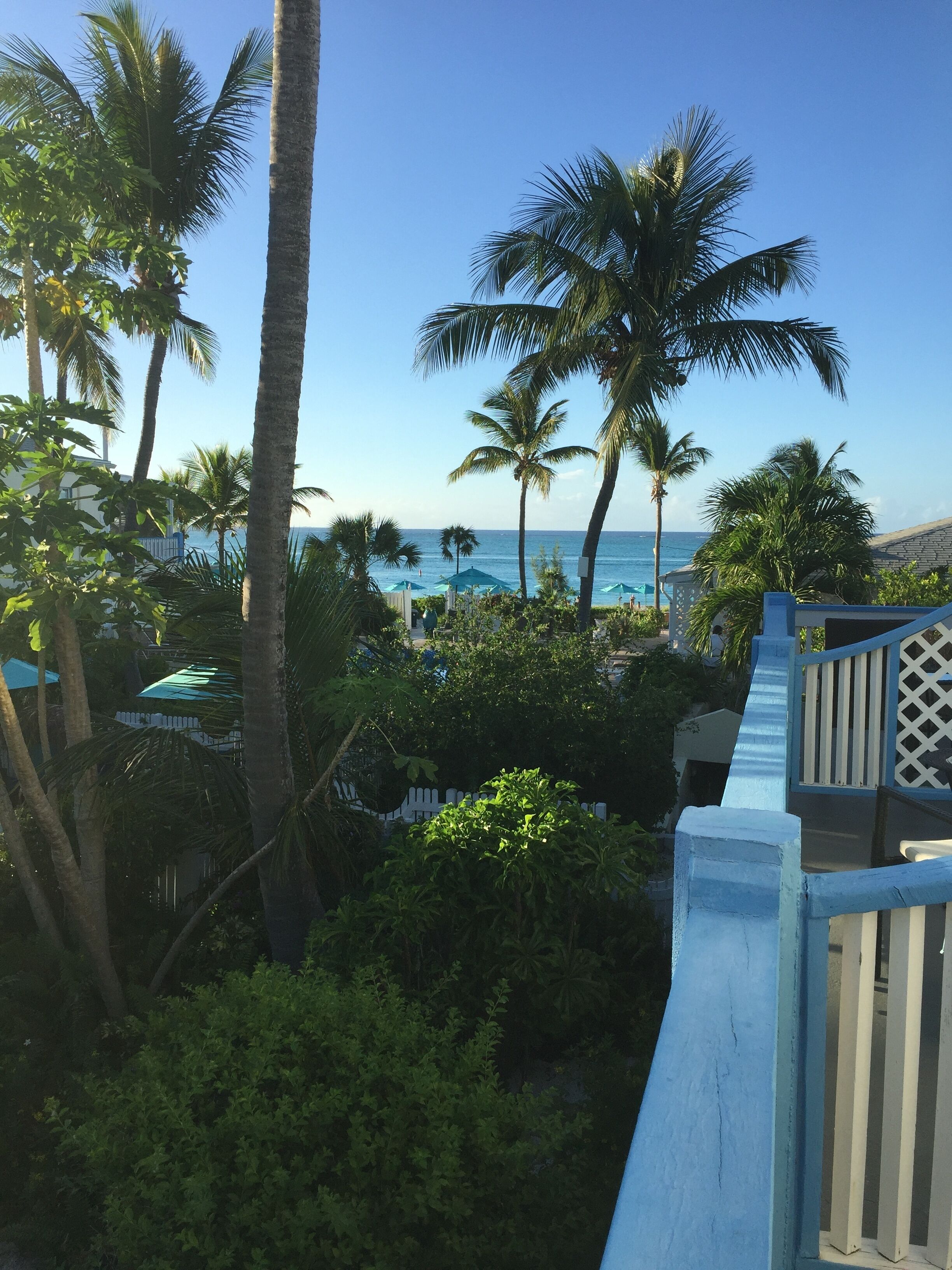 A view of a beach with palm trees and a clear blue sky.