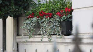 A window with red flowers and green foliage, a white building facade, and a decorative metal fence. - Phoenix Hotel (London)