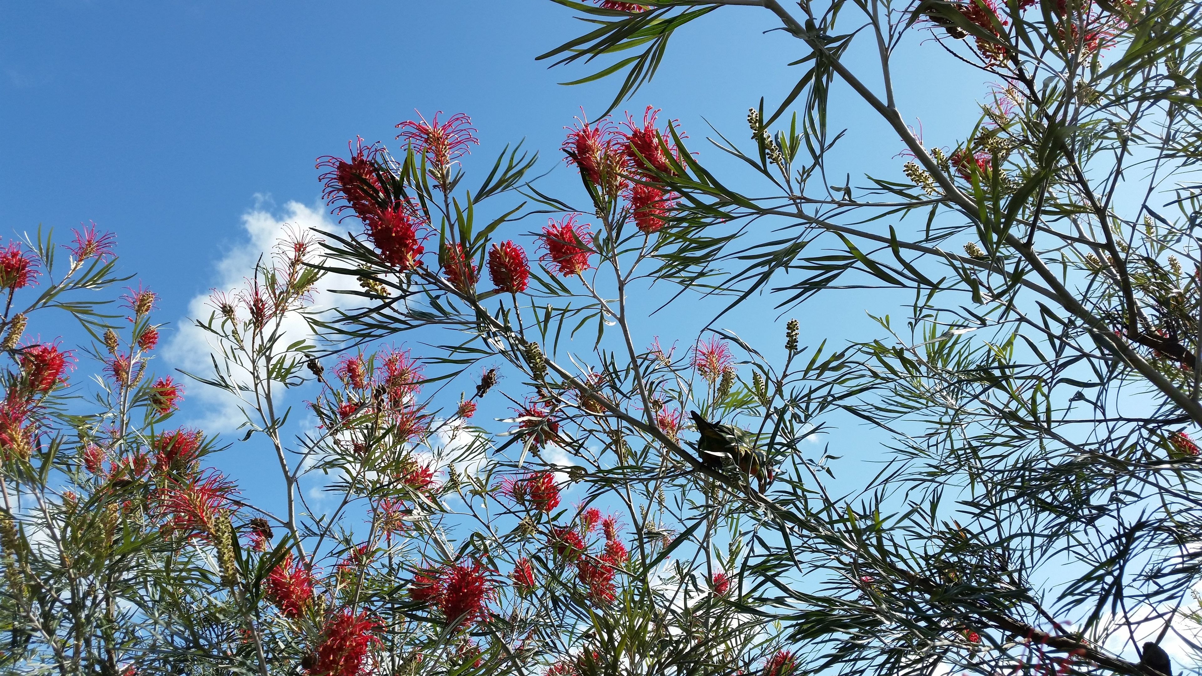 A tree with red flowers and green leaves against a clear blue sky.
