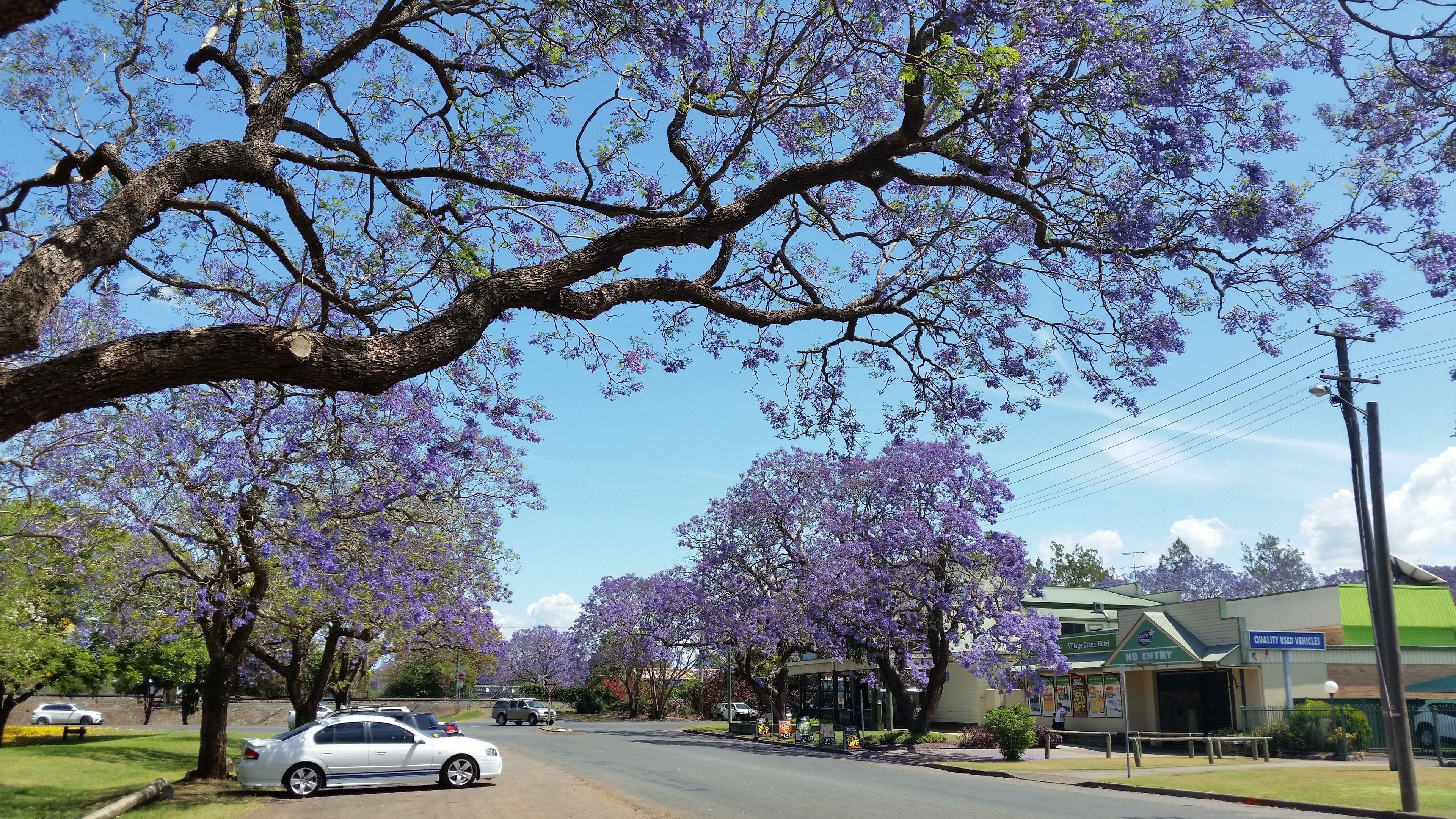 A street lined with purple flowering trees, a white car parked on the side, and a building with a sign reading "Quality Used Vehicles".
