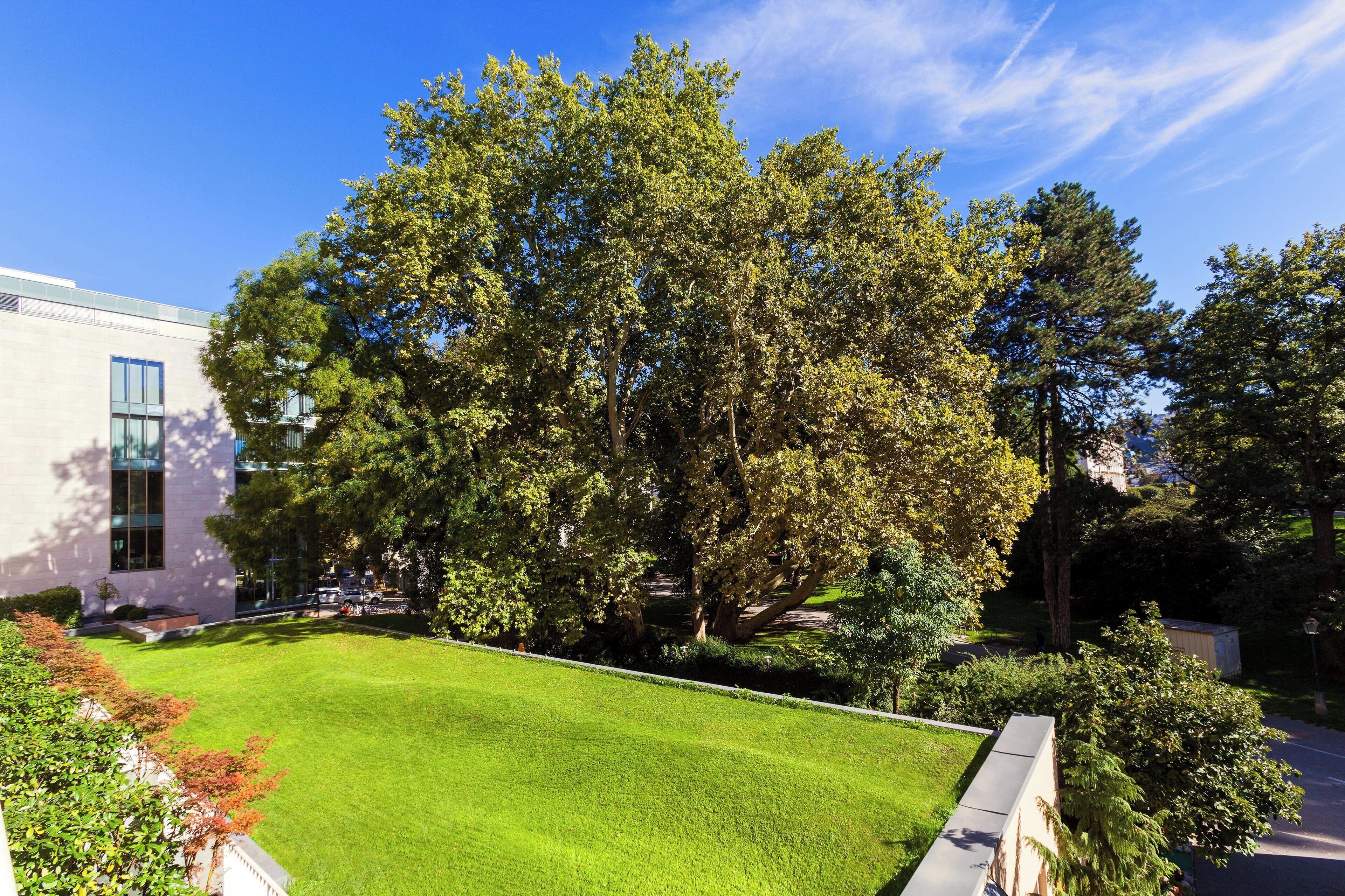 Un prato curato con un grande albero e un edificio moderno con ampie finestre.